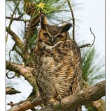7791 Great Horned owl
